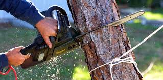 Why Choose Our Tree Removal Services in Senath, MO?