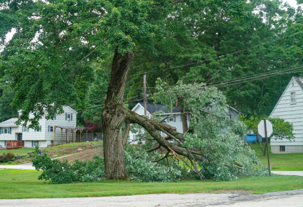 Best Tree Mulching Services  in Senath, MO